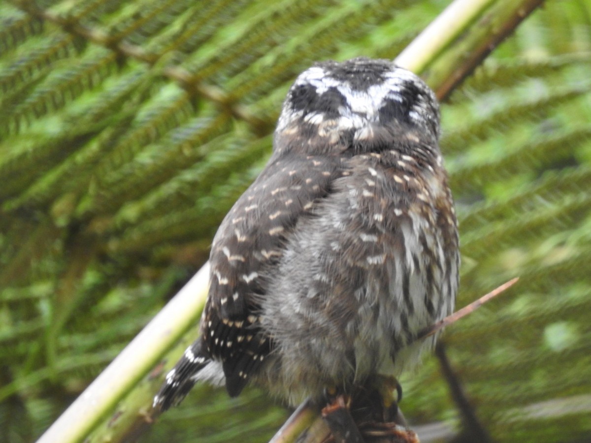 Andean Pygmy-Owl - ML551578181