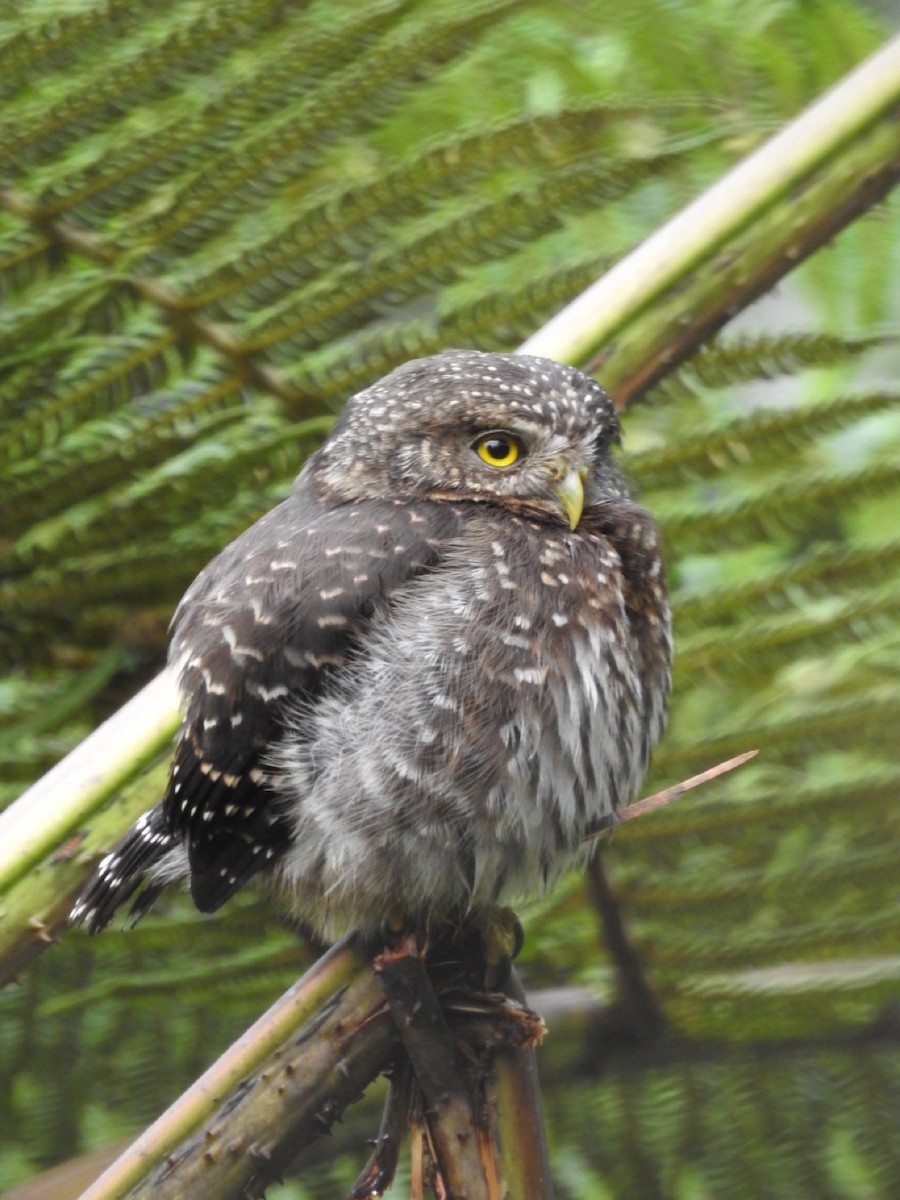 Andean Pygmy-Owl - ML551578191