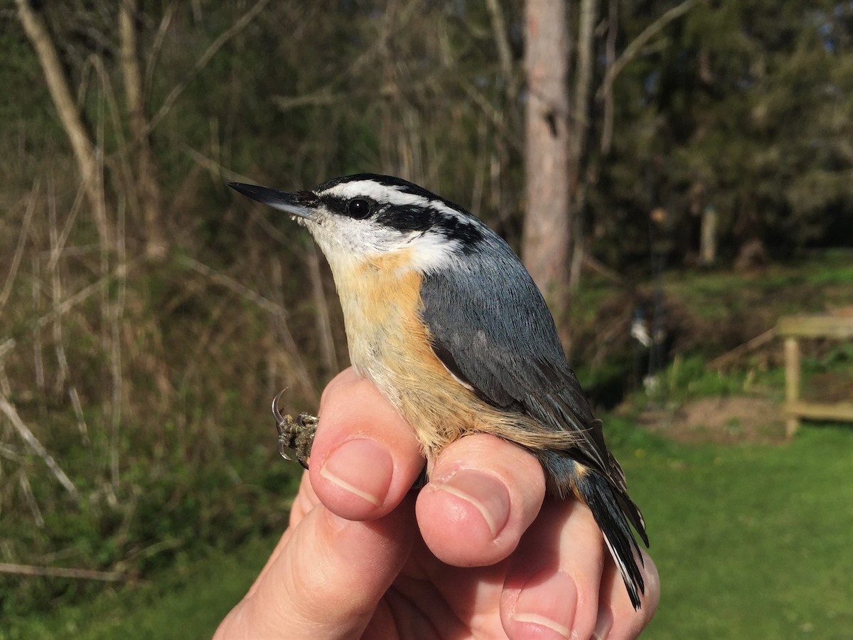 Red-breasted Nuthatch - ML55157821