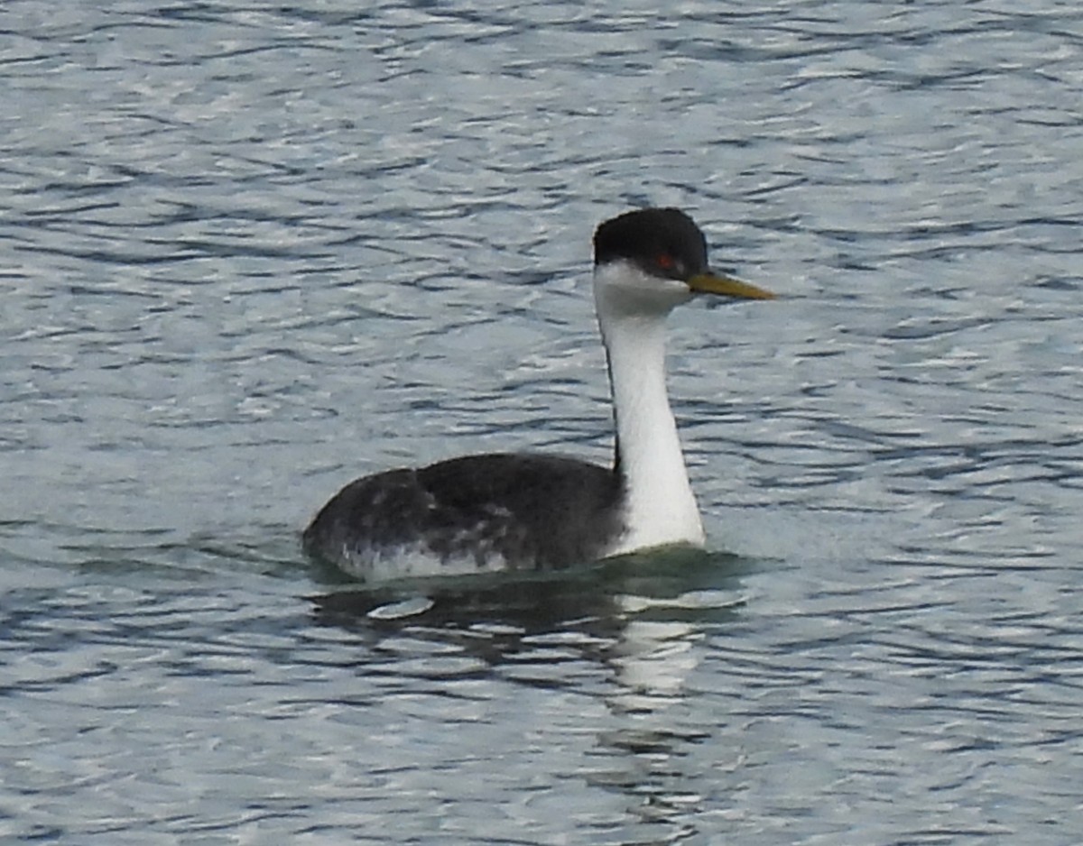 ebird-checklist-30-mar-2023-henry-hagg-lake-park-scoggins-valley