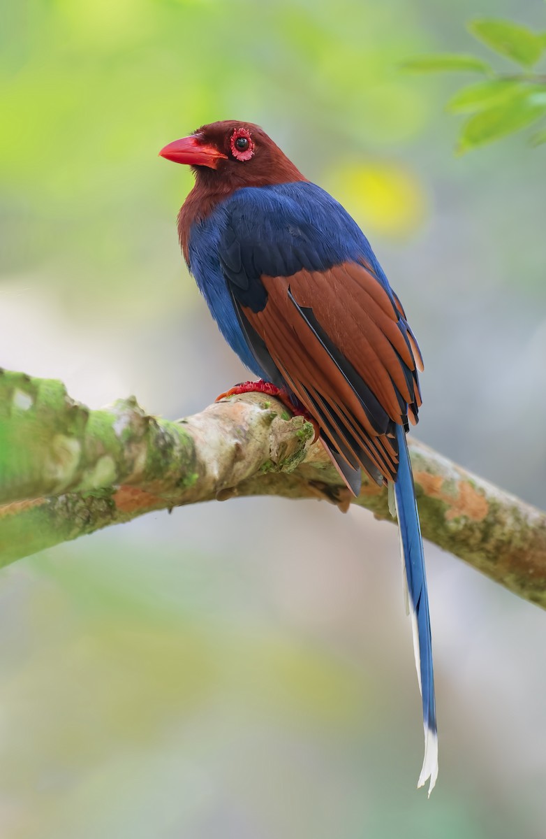 Sri Lanka Blue-Magpie - Vasura Jayaweera