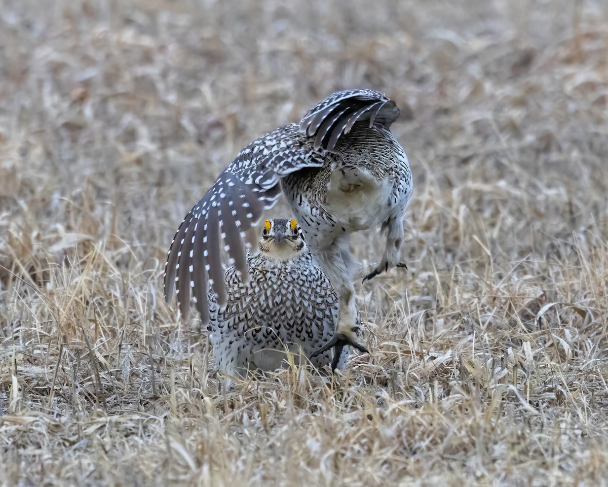 eBird Checklist 28 Mar 2023 Niobrara SP 5 species (+1 other taxa)