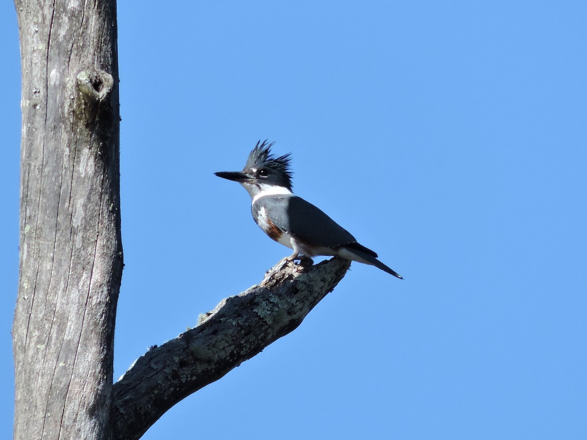 Belted Kingfisher - ML551580461