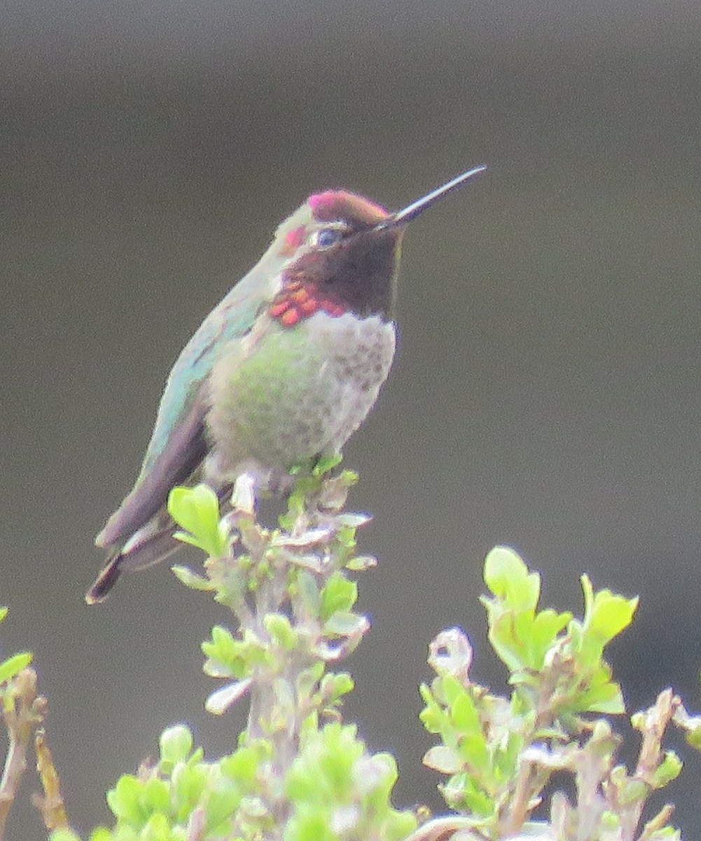 Anna's Hummingbird - Pam Otley