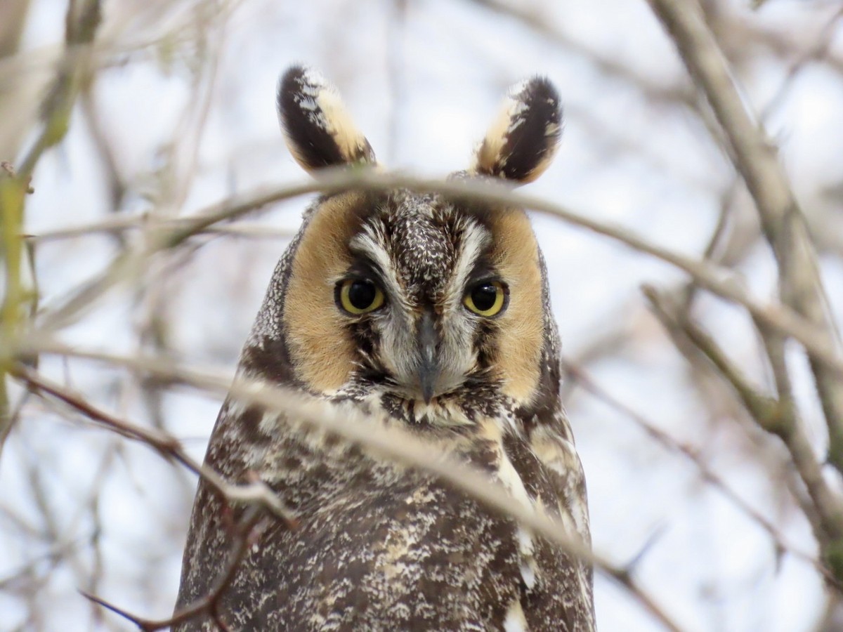 Long-eared Owl - ML551588561