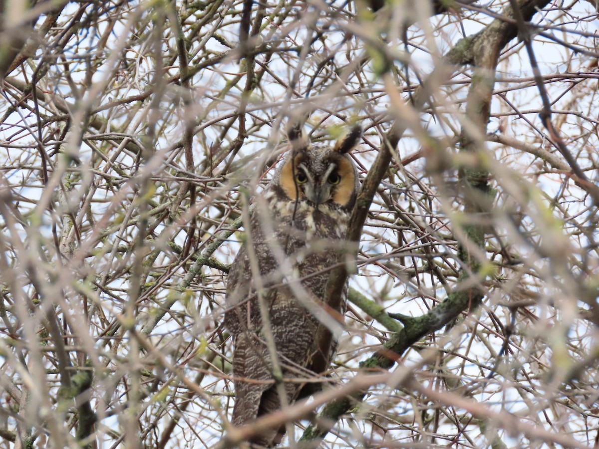 Long-eared Owl - ML551588581