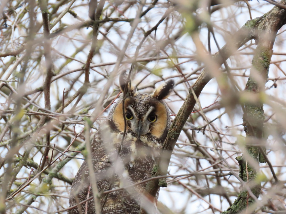 Long-eared Owl - ML551588601