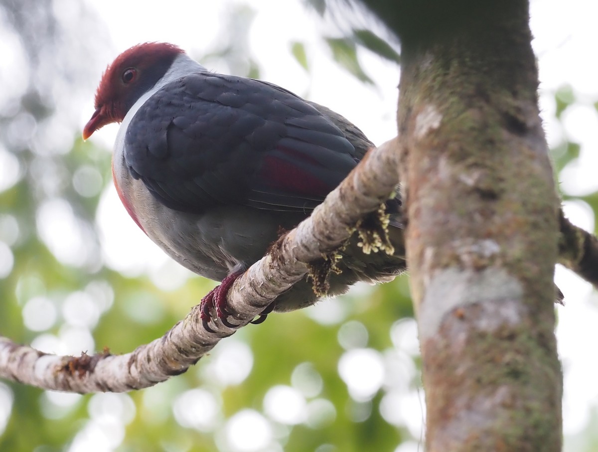 Flame-breasted Fruit-Dove - ML551589401