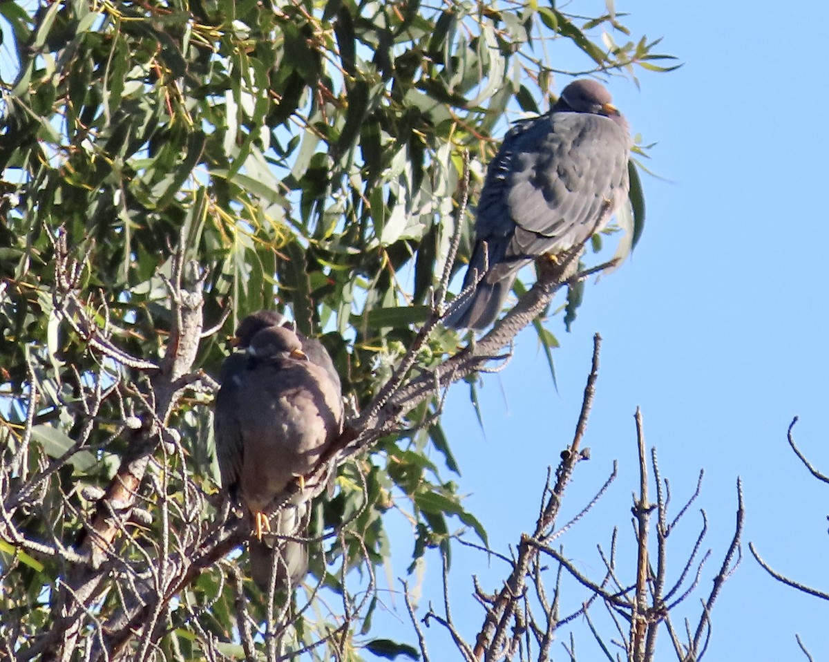 Band-tailed Pigeon - ML551592751