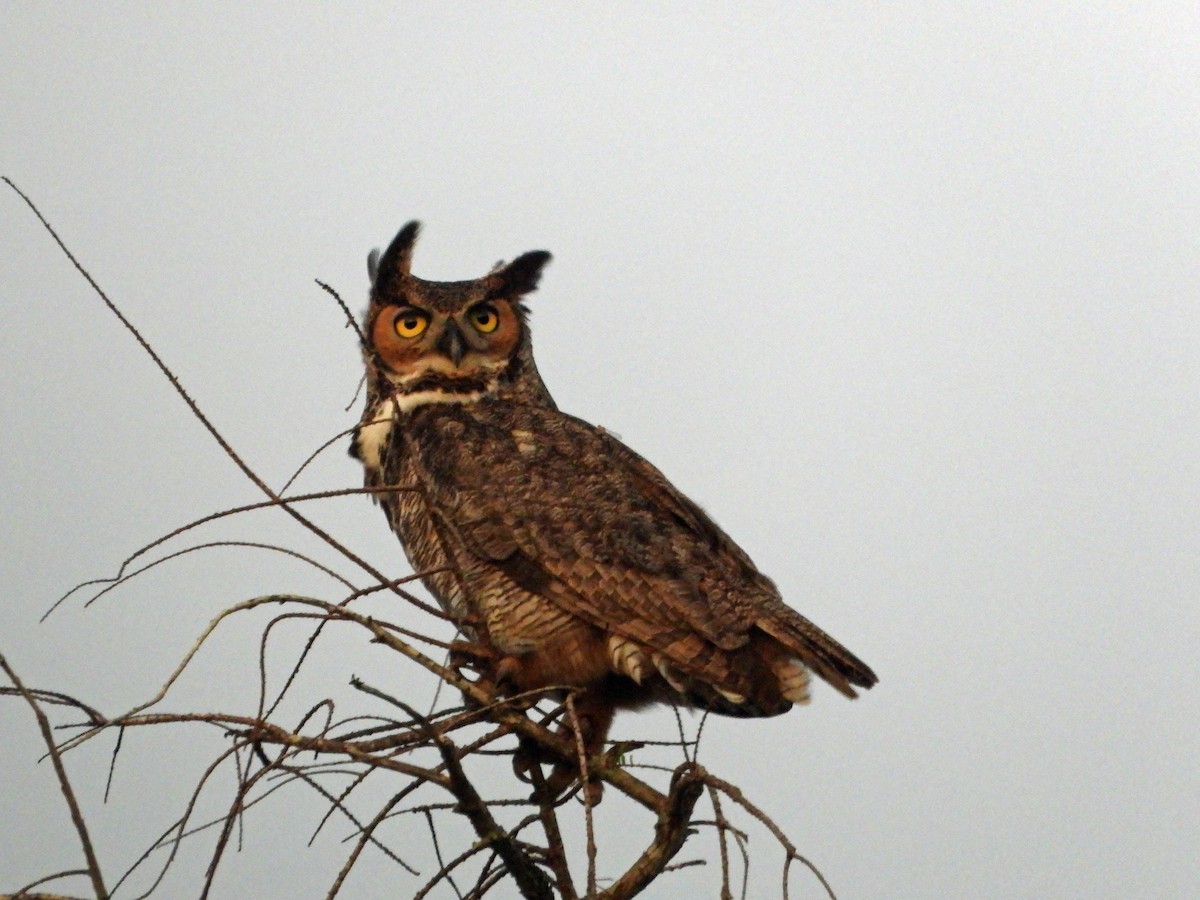 Great Horned Owl - Mark Penkower