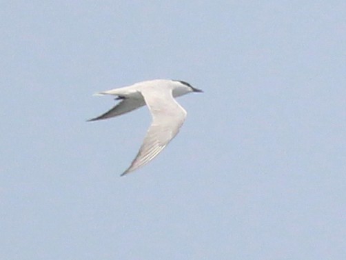 Gull-billed Tern - ML551597971