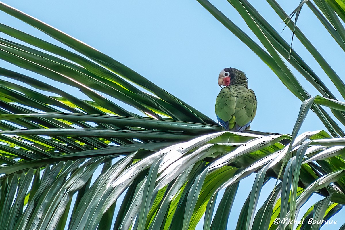 Cuban Parrot - ML551601111