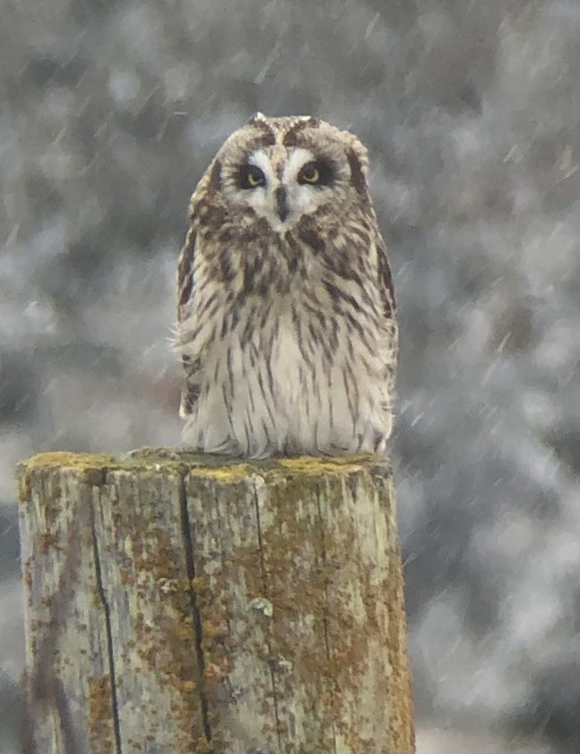 Short-eared Owl - ML551603861