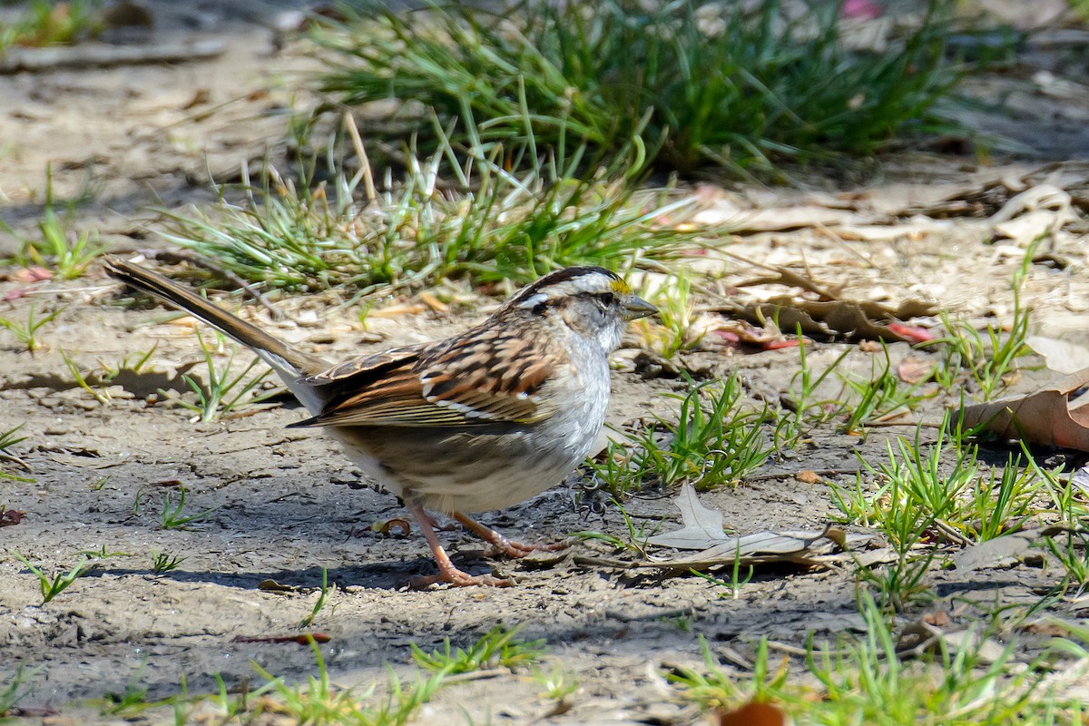 White-throated Sparrow - ML551605651