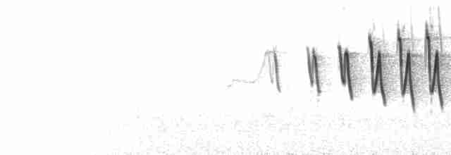  - Wilson's Warbler (pileolata)