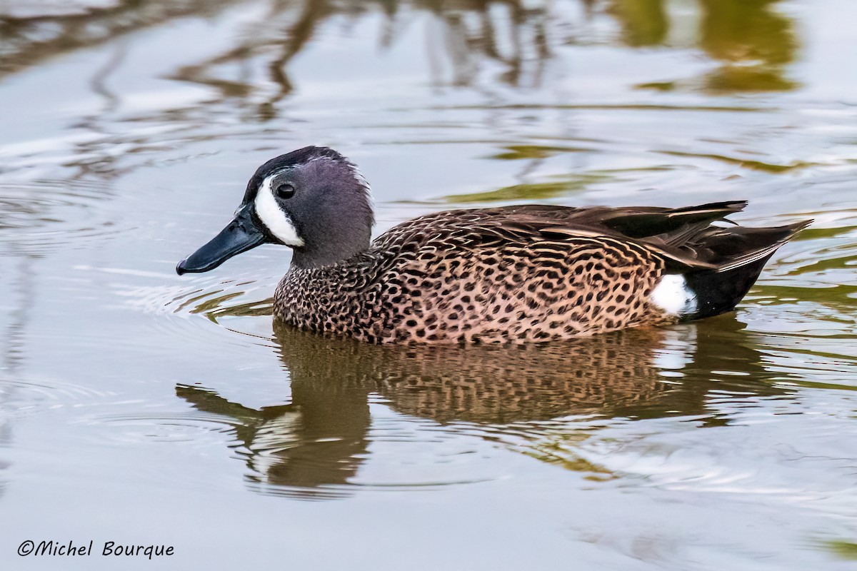 Blue-winged Teal - ML551608481