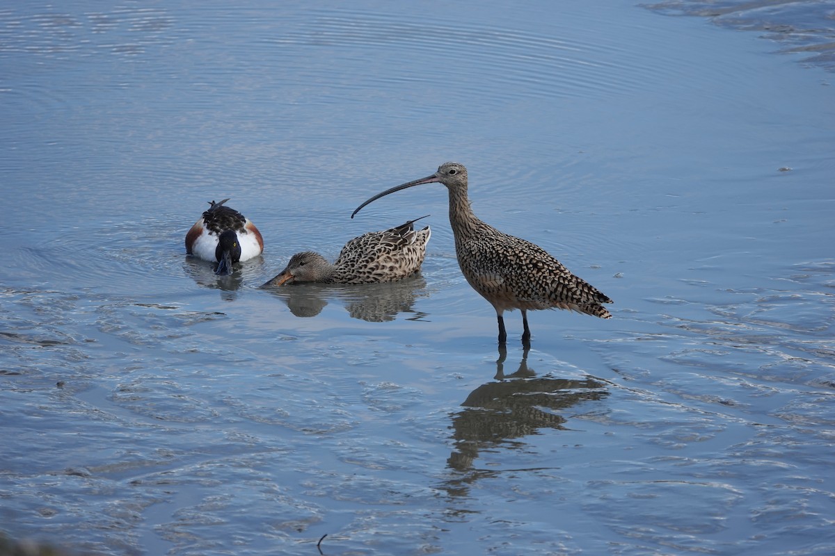 Long-billed Curlew - ML551609441