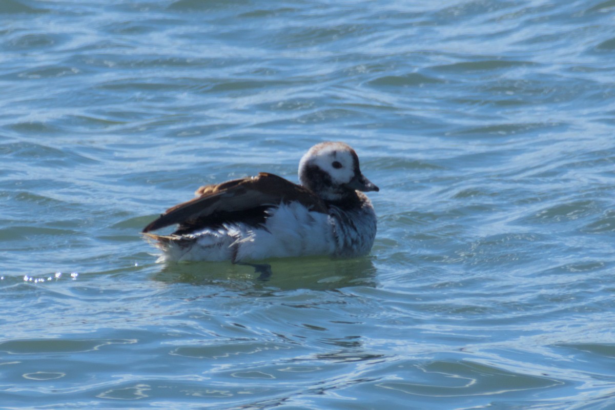 Long-tailed Duck - Richard Trinkner