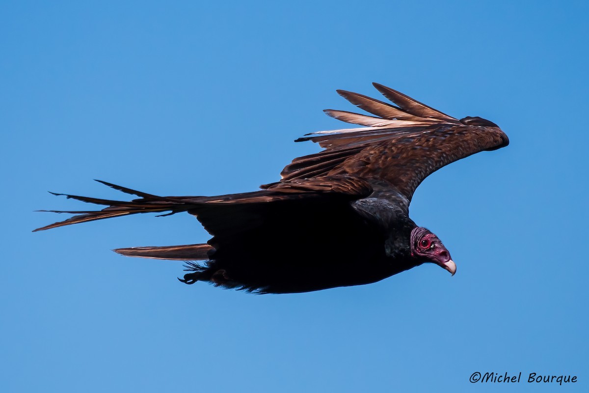 Turkey Vulture - ML551617041