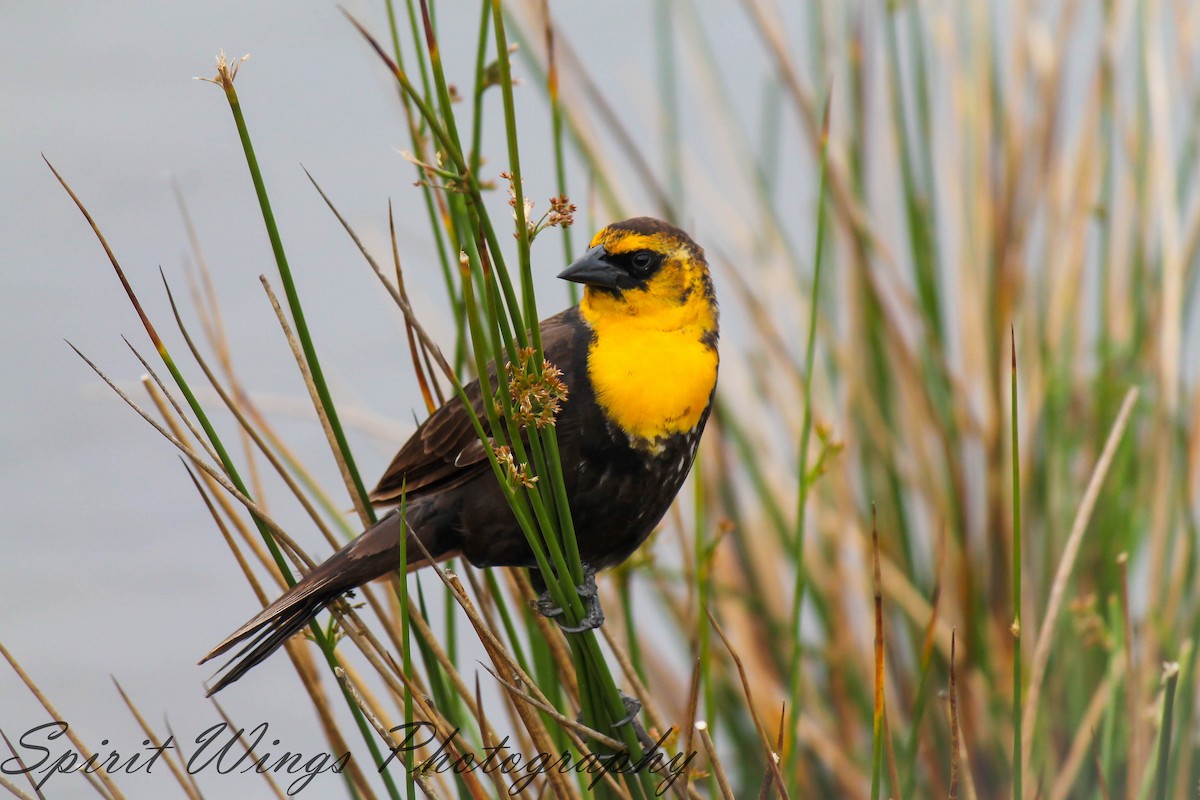 Yellow-headed Blackbird - ML551617111