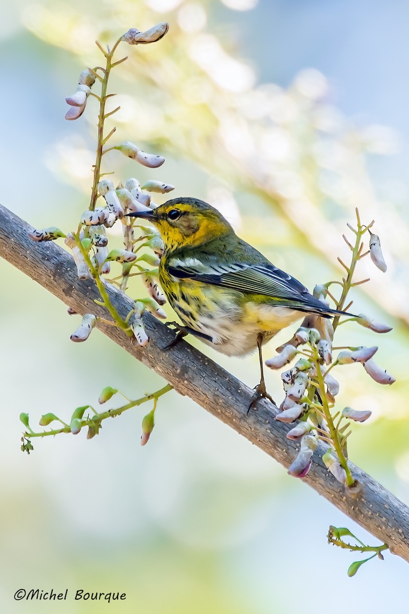 Cape May Warbler - ML551617631