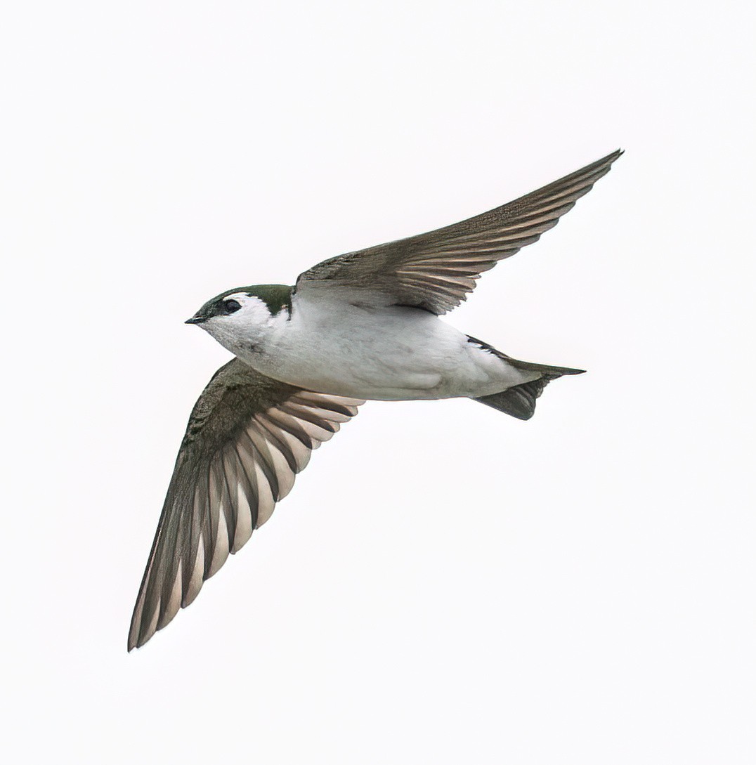 Violet-green Swallow - ML551618041