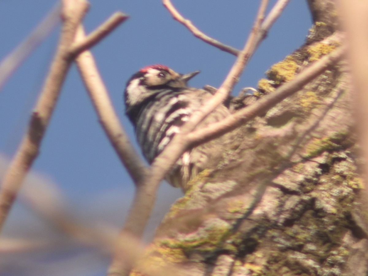 Lesser Spotted Woodpecker - ML551619321