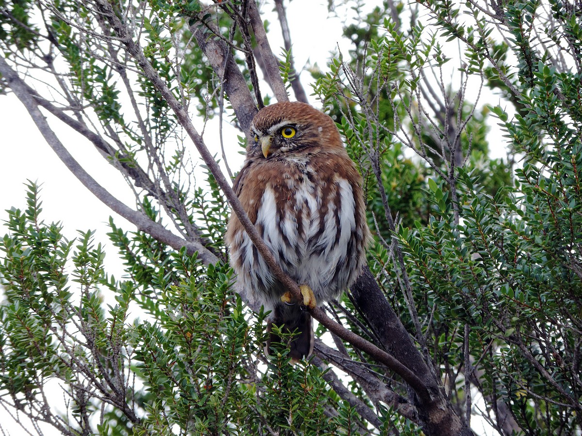 Austral Pygmy-Owl - ML55162241