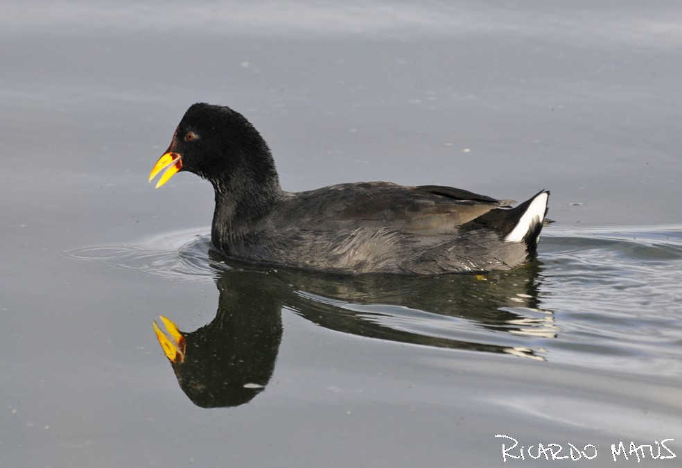 Red-fronted Coot - ML55162701