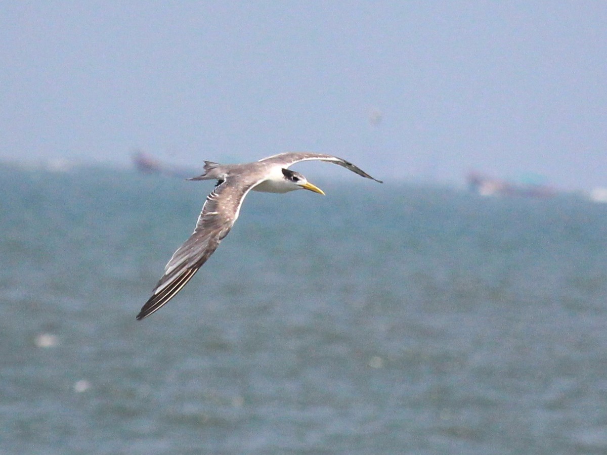 Great Crested Tern - ML551627841