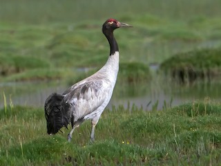  - Black-necked Crane