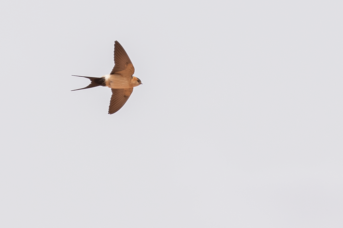 Red-rumped Swallow - Ernst Mutchnick