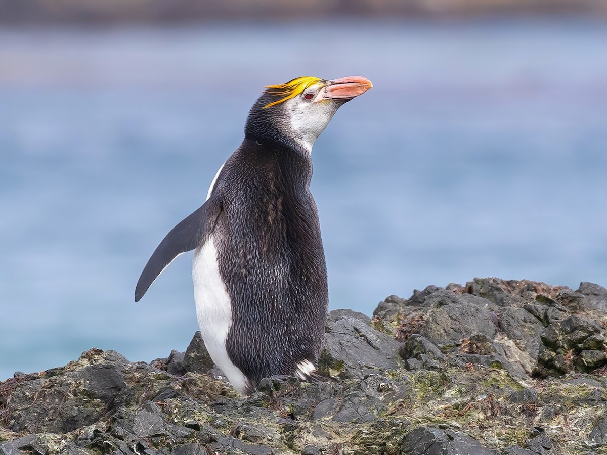 Royal Penguin - Eudyptes schlegeli - Birds of the World, image size:1200x900