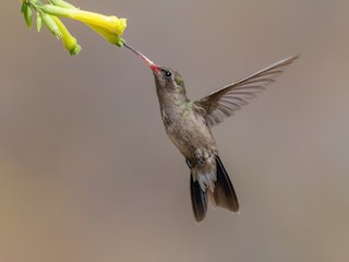  - Dusky Hummingbird