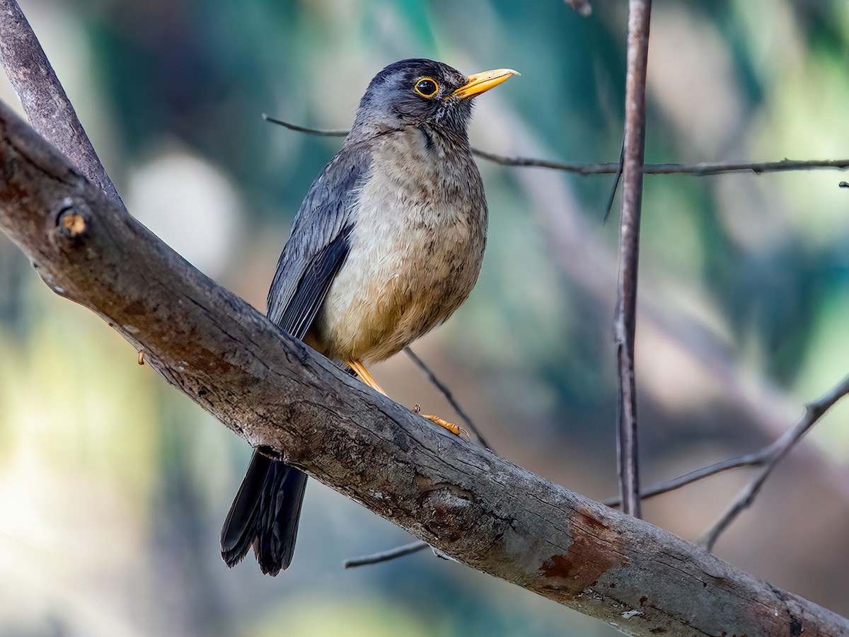 Austral Thrush - Turdus falcklandii - Birds of the World