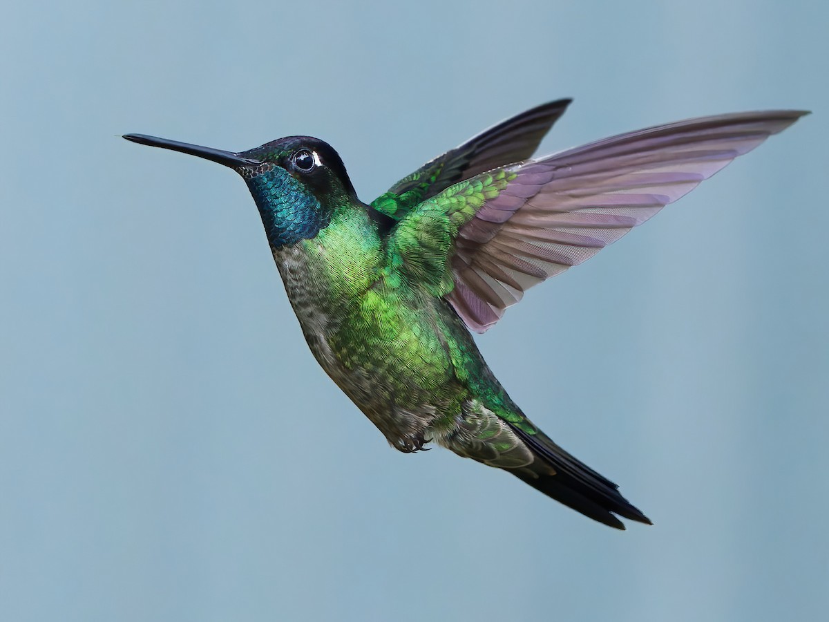 Talamanca Hummingbird - Eugenes spectabilis - Birds of the World