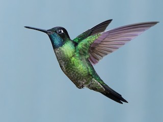  - Talamanca Hummingbird