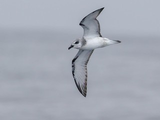  - Masatierra Petrel