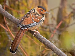  - Spotted Laughingthrush