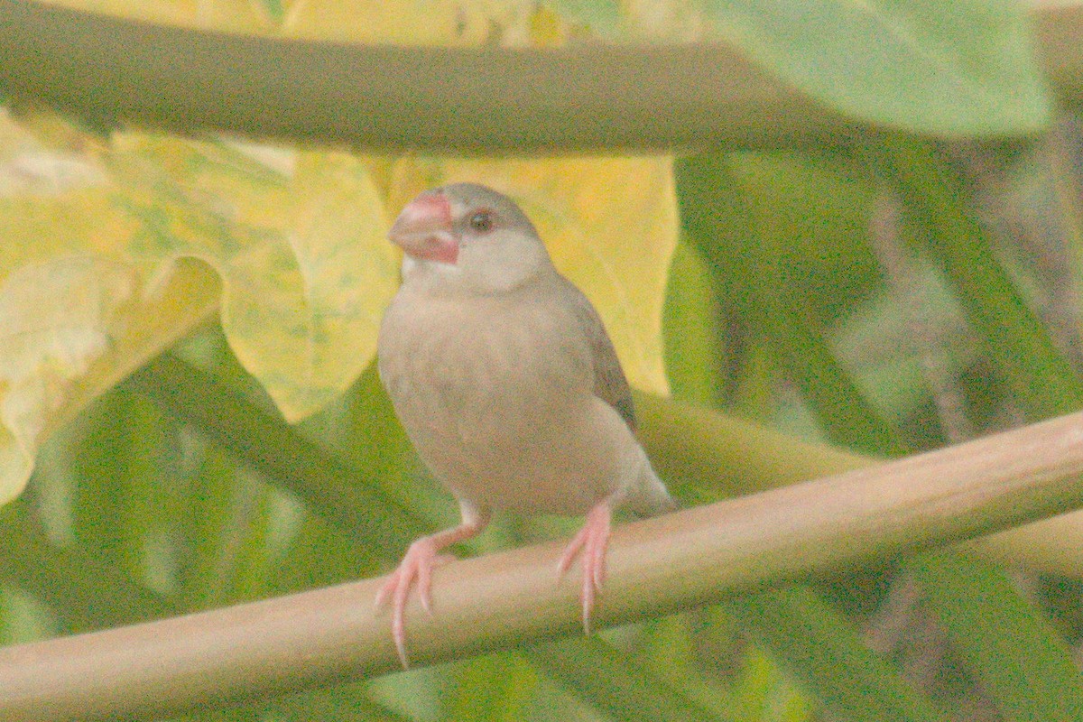 Java Sparrow - ML551637401