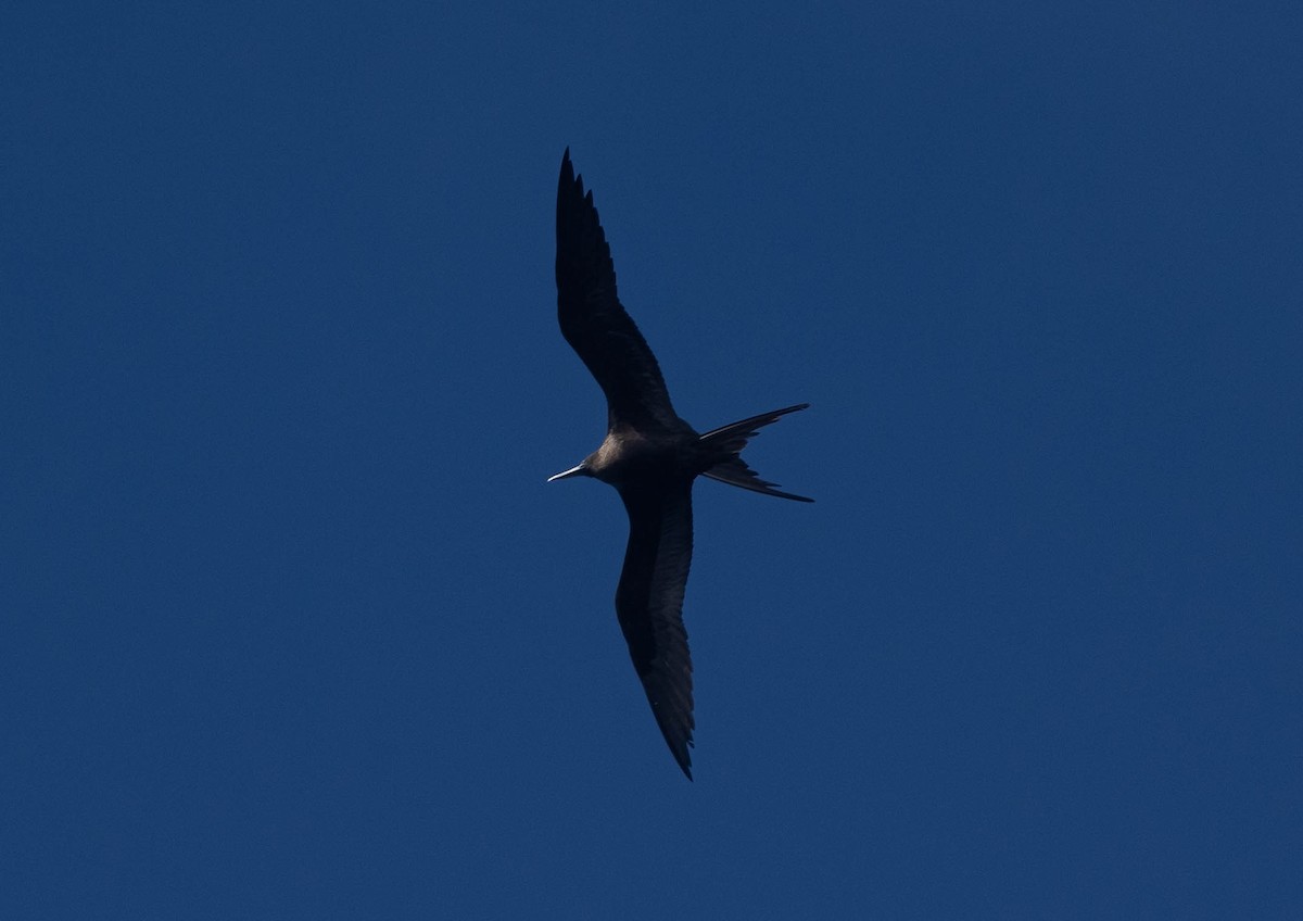 Ascension Frigatebird - ML551637491