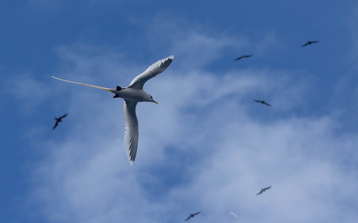 White-tailed Tropicbird (Ascension) - ML551637841