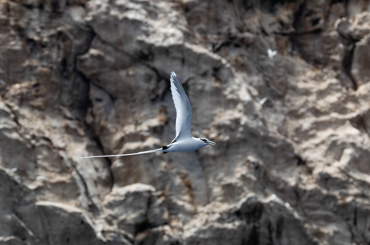 White-tailed Tropicbird (Ascension) - Santiago Imberti