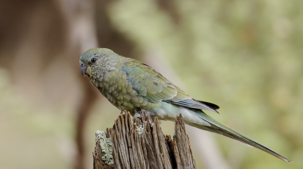 Red-rumped Parrot - ML551641411