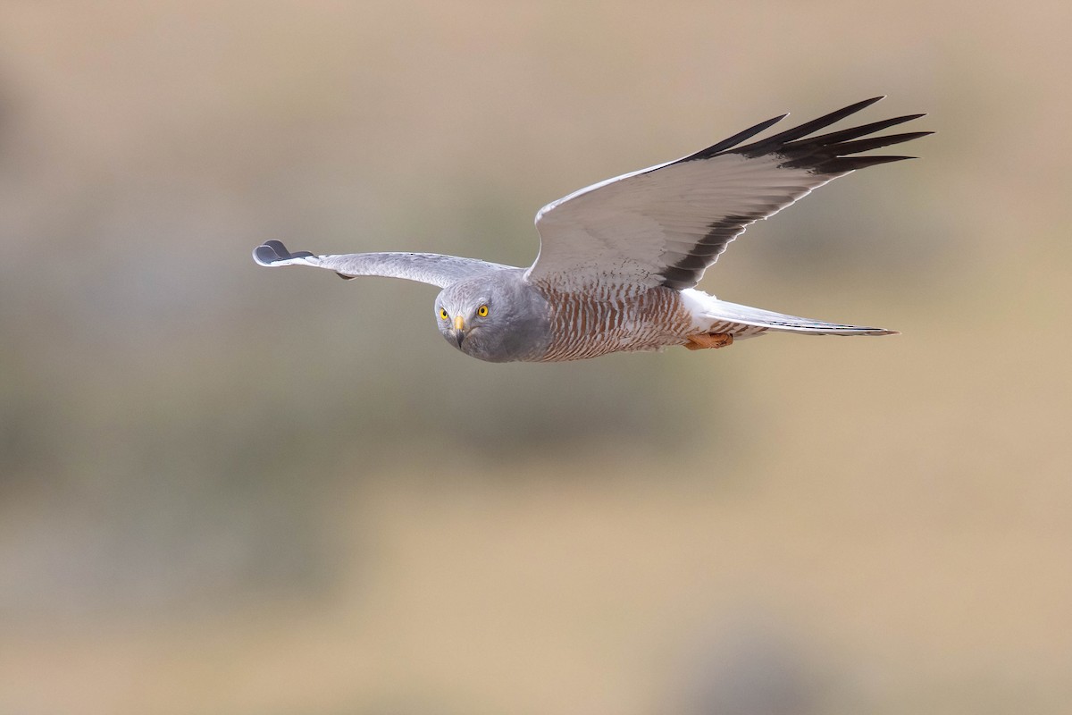 Cinereous Harrier - Chris Venetz | Ornis Birding Expeditions