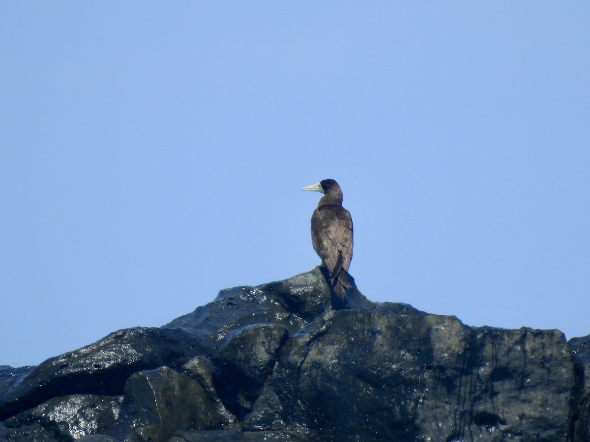 Brown Booby - ML551642081