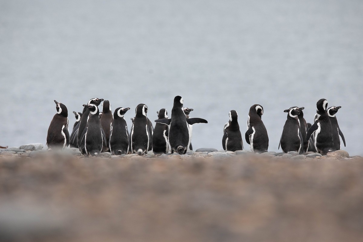 Magellanic Penguin - Chris Venetz | Ornis Birding Expeditions
