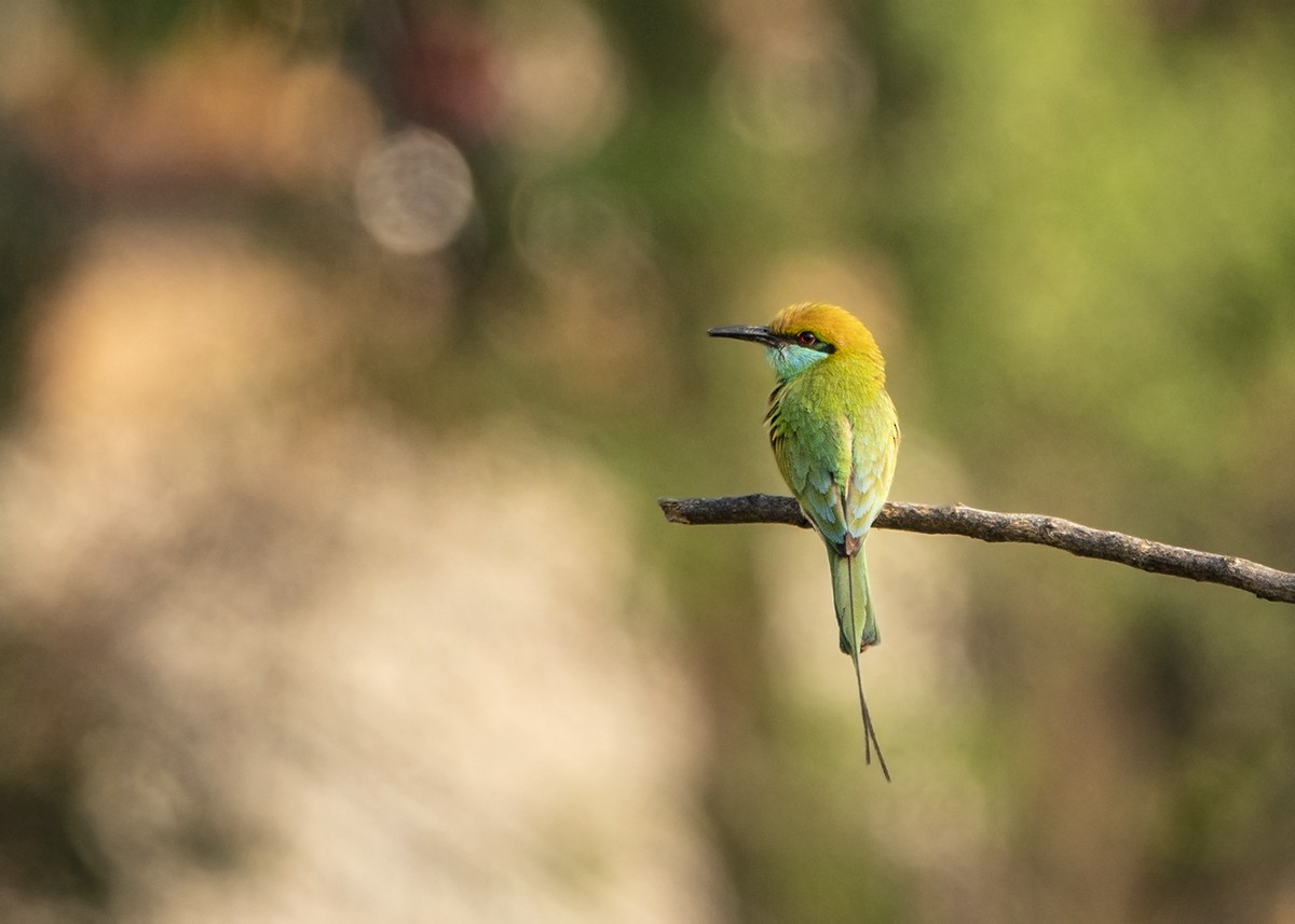 Asian Green Bee-eater - ML551643891