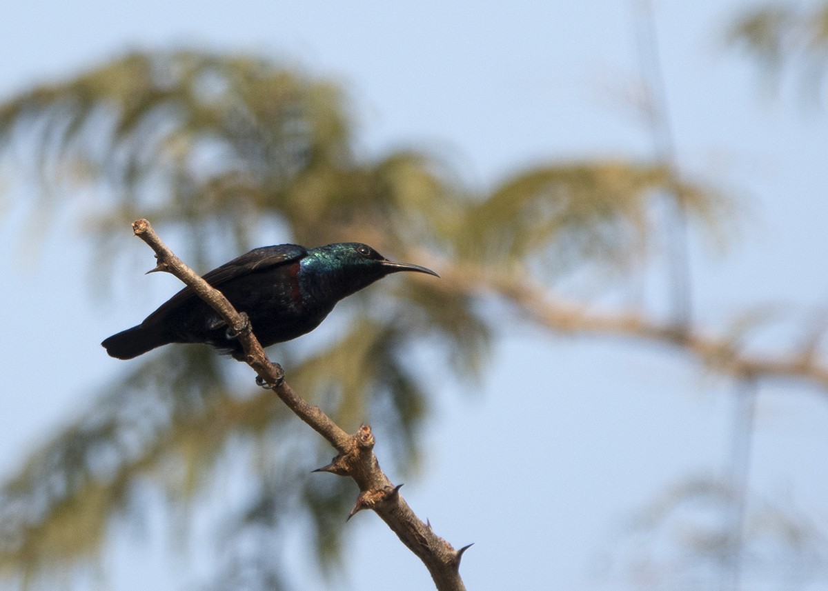 Purple Sunbird - Garima Bhatia