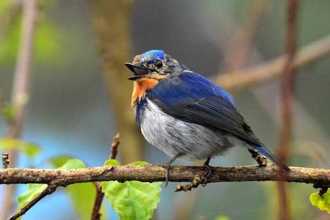 Sapphire Flycatcher - Ficedula sapphira - Media Search - Macaulay Library and eBird